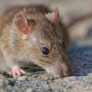 A closeup selective focus shot of a brown rat on the concrete ground
